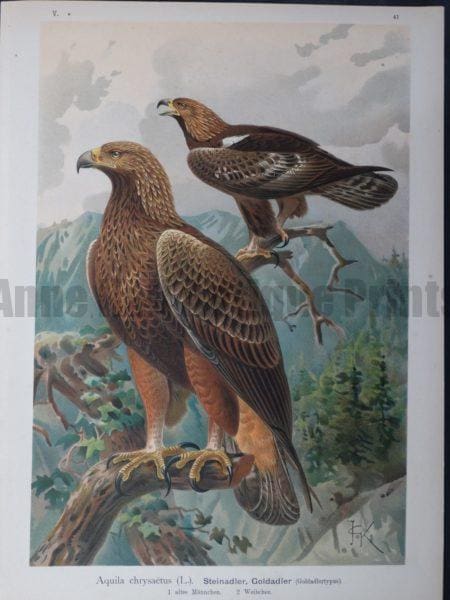 Aquila chrysaetus, 1895