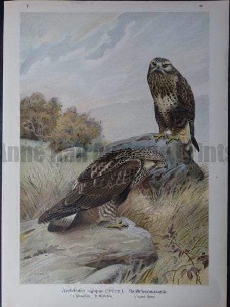 Archibuteo lagopus, 1895. $45.