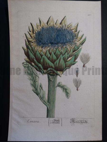 artichoke original watercolor