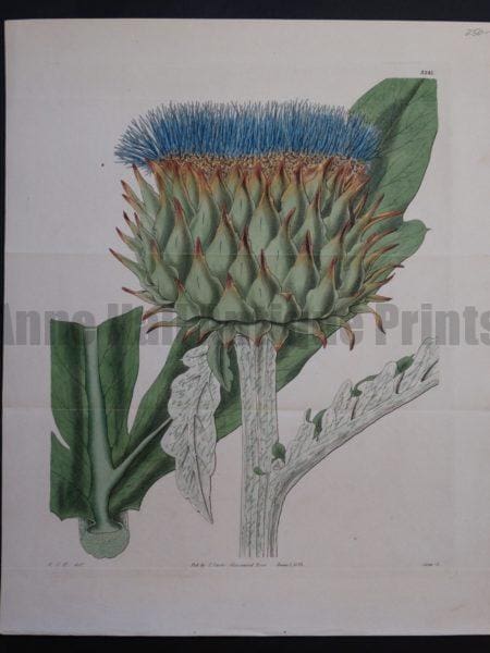 19th century artichoke watercolor