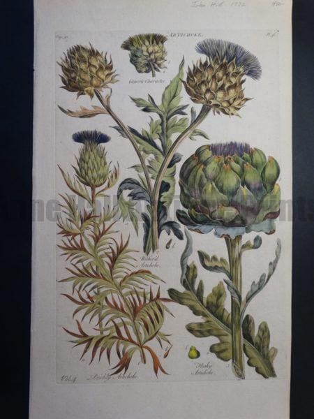 18th century watercolor artichokes