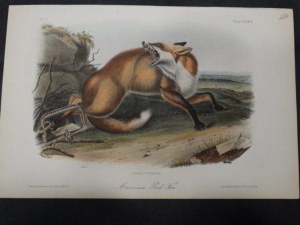 Audubon American Red Fox $250. 1855 Hand Coloured, Lithograph, J.J. Audubon, J.T. Bowen, Philadelphia.