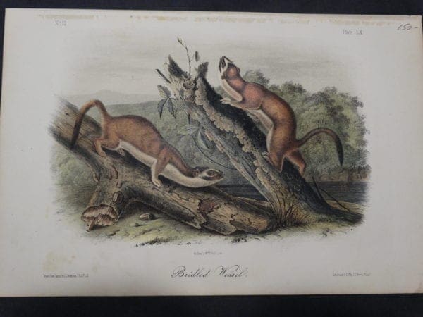 Audubon Bridled Weasel $150. 1855 Hand-Coloured Lithograph J.J. Audubon J.T. Bowen, Philadelphia