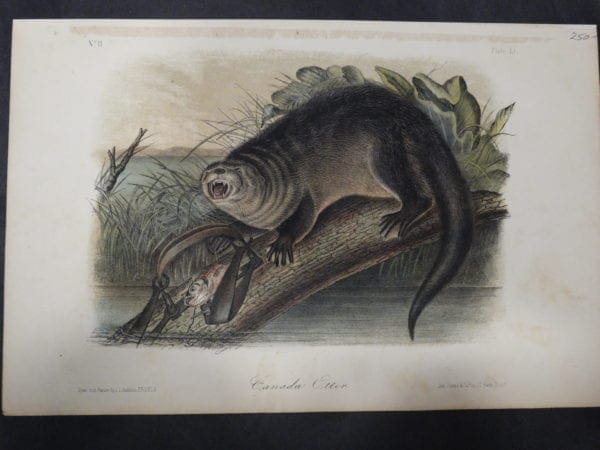 Audubon Canada Otter $250. 1855 Hand-Colored Lithograph, J.J. Audubon, J.T. Bowen, Philiadelphia.