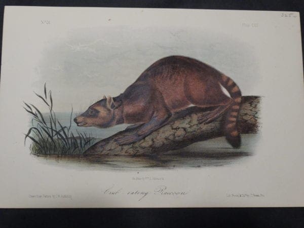Audubon Crab-eating Raccoon $325. 1855 Hand-colored Lithograph J.W. Audubon J.T. Bowen, Philadelphia