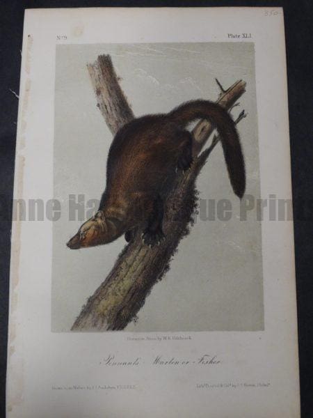 Audubon Pennant's Marten or Fisher $350. 1855 Hand-Coloured Lithograph J.J. Audubon J.T. Bowen, Philadelphia