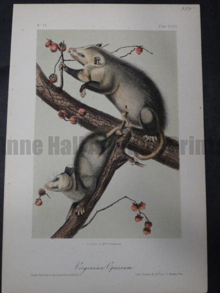 Audubon Virginia Opossum $350. 1855 Hand-colored Lithograph, J.J. Audubon J.T. Bowen, Philadelphia.