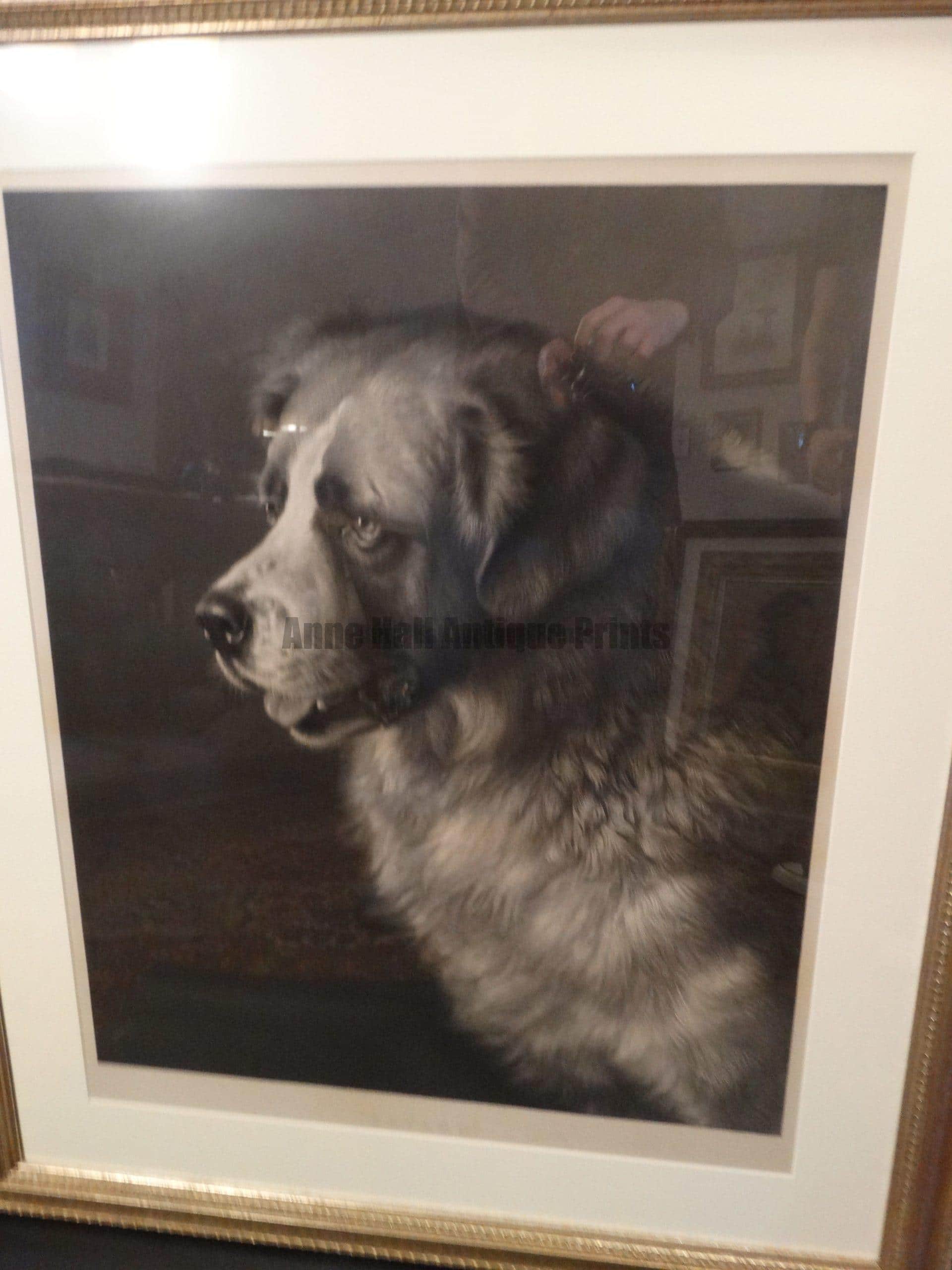 Bayard Antique Saint Bernard Dog Engraving Framed. Featuring the face of a St. Bernard. Painted by Frank Pator, Engraved by JB Pratt, April 14th 1886.
