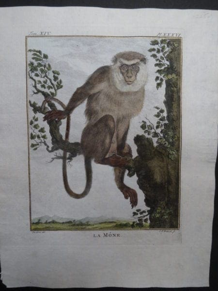 Bearded Monkey