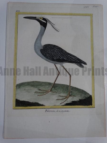 Original 18th century Francois Martinet birds engraving from Histoire Naturelle des Oiseaux of Yellow Crowned Night Heron.