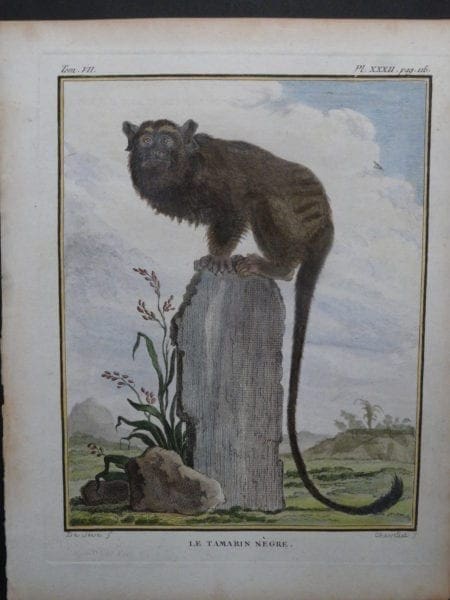 Black Tamarin Monkey