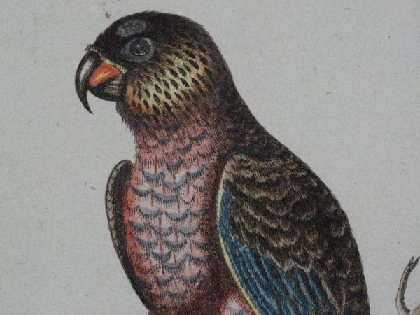 rare parrot engravings