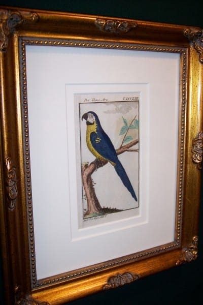 Buffon Parrot Framed Blue Macaw