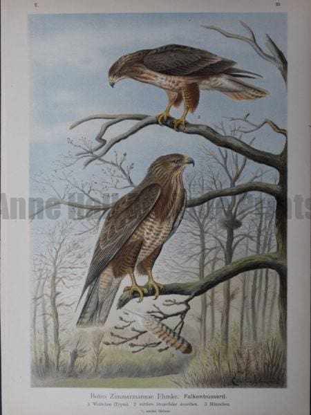 Buteo Zimmermannae Ehmke, 1895. $45.
