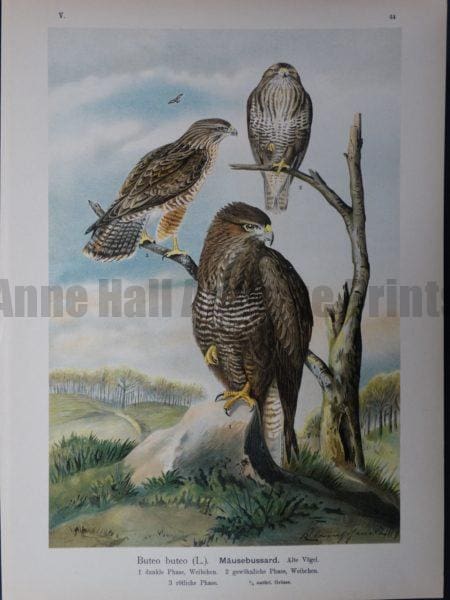 Buteo buteo, 1895. $45.