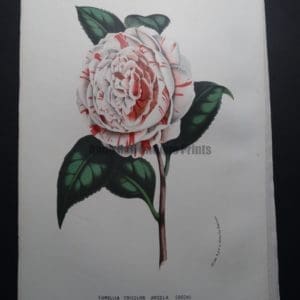 Camellia Antique Hand Colored Lithograph 1