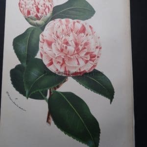 Camellia Antique Hand Colored Lithograph 2