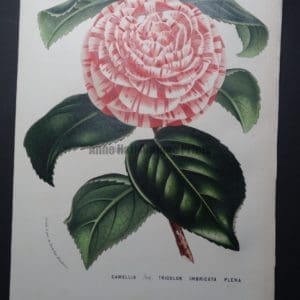 Camellia Antique Hand Colored Lithograph 3