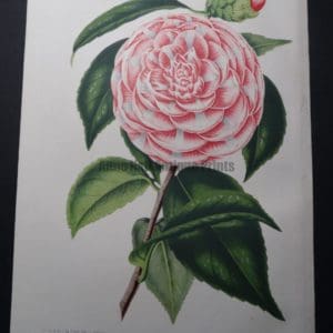 Camellia Antique Hand Colored Lithograph 5