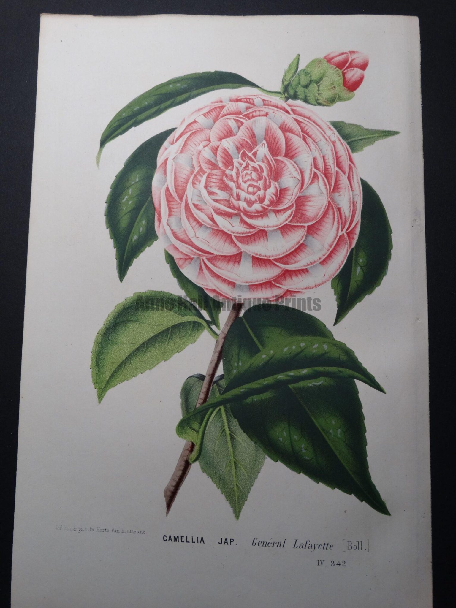 Camellia Antique Hand Colored Lithograph 5