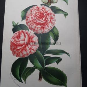 Camellia Antique Hand Colored Lithograph 6
