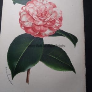 Camellia Antique Hand Colored Lithograph 7