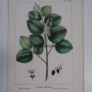 Cerasus Hicifolia