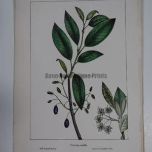 Cerasus Mollis