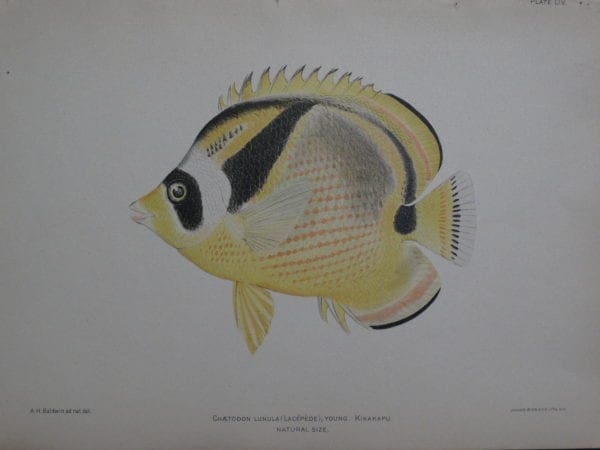 Chaetodon Lunula, 1903. $100.