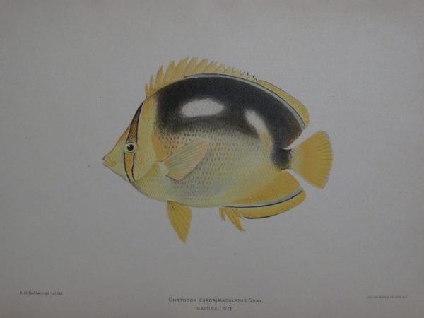 Chaetodon Quadrimaculatus Gary, 1903. $100.