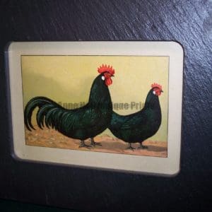 Chicken Chromolithograph Framed, Vermont Slate