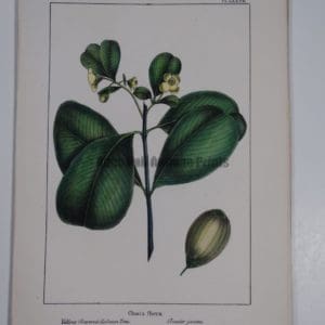 Clusia Flava