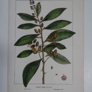 Conocarpus Erecta
