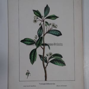 Crataegus Arborescens