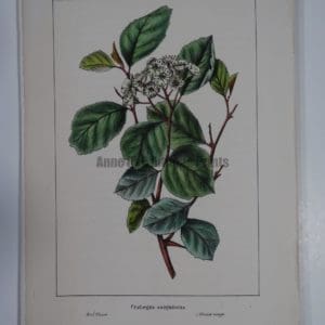 Crataegus Sanguineus