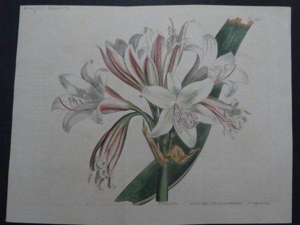 Spectacular 19th century watercolor engraving Curtis Amaryllis SL1178
