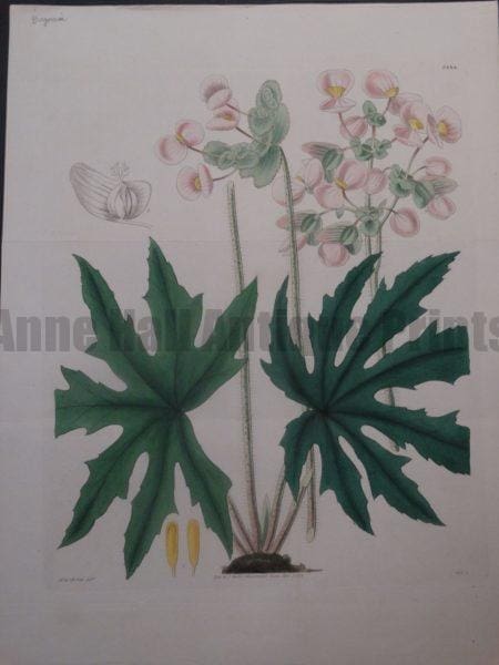 Curtis Begonia plate 3444