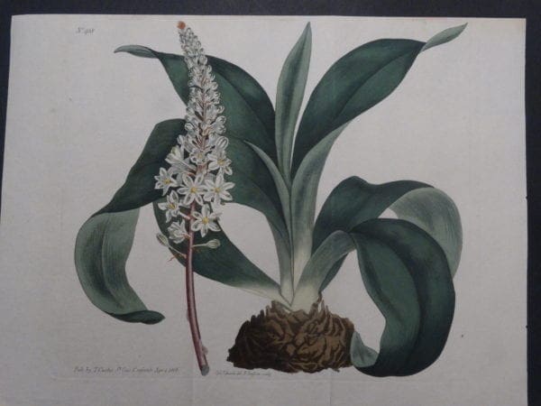 19th century engraving from the Botanical Magazine. Curtis Bulb SL918