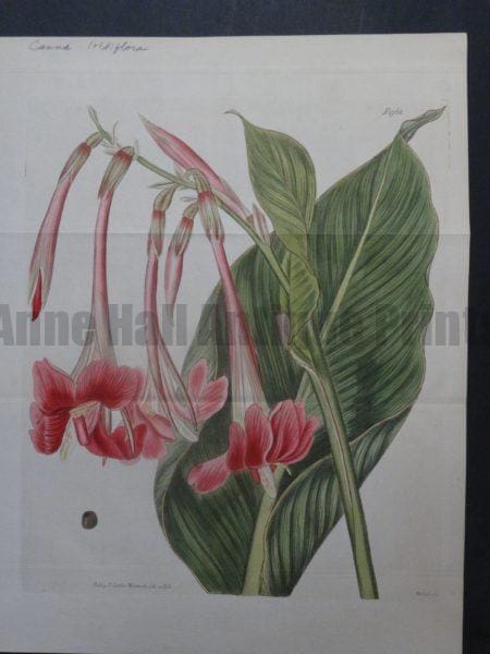 Curtis Canna Iridiflora No.1968