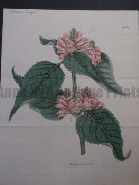 Curtis Chelone Major Plate 1864
