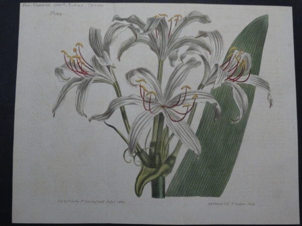 Vintage 1800s watercolor engraving Curtis Crinum SL1034