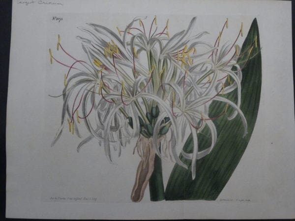 Antique watercolor engraving by Curtis Crinum SL1073