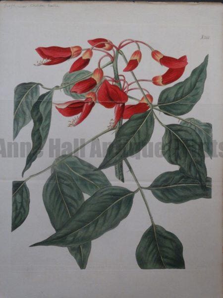 Curtis Erythrina Christa Galli Plate 2161