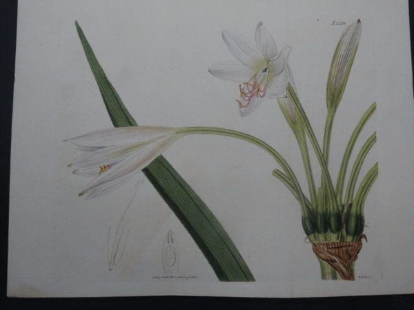 Curtis Lily SL2336