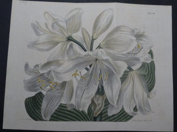 19th century engraving from the Botanical Magazine. Curtis Lily SL923