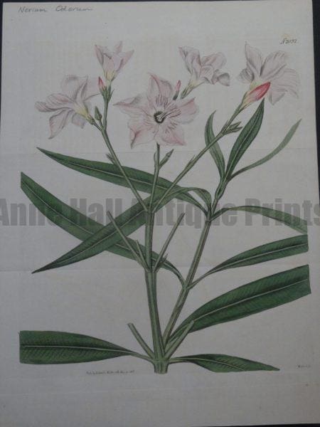 Curtis Nerium Odorum Plate 2032