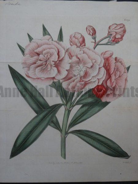 Curtis Pink Oleander Plate 1799