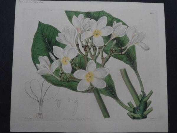 Curtis Plumeria SL480