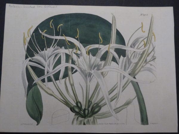 19th century engraving from the Botanical Magazine. Curtis Sea Daffodil SL1453