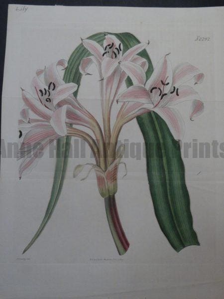 Curtis Sowerby Lily plate 2292